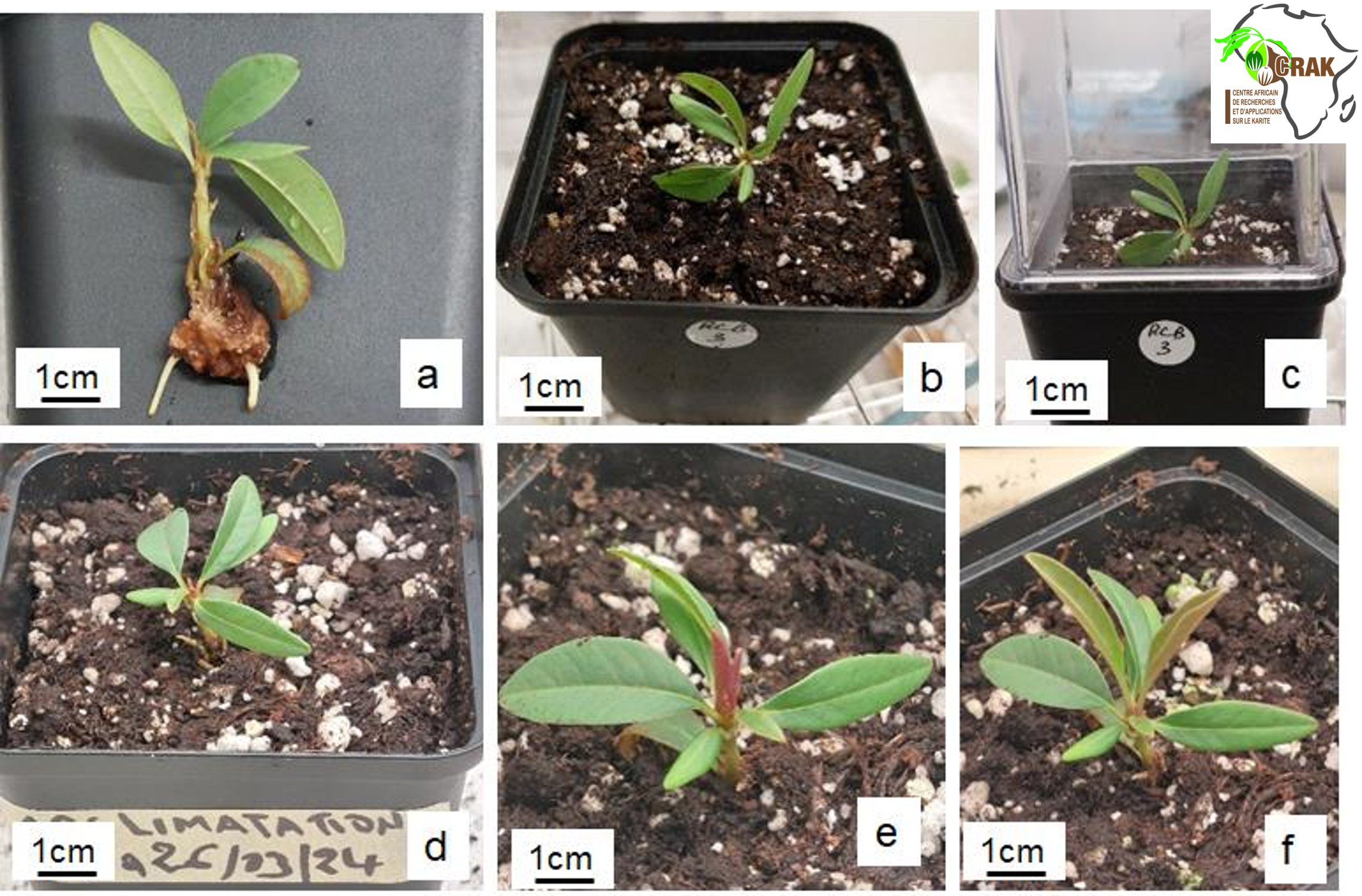Vitroplants de karité